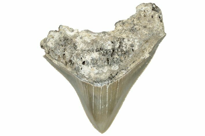 Serrated, Juvenile Megalodon Tooth - North Carolina #309528